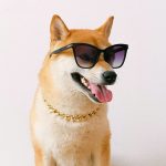 Shiba Inu-inspired Crypto Sees Price Spike after Elon Musk’s Recent Tweet pexels photo 4588001 e1633499145285