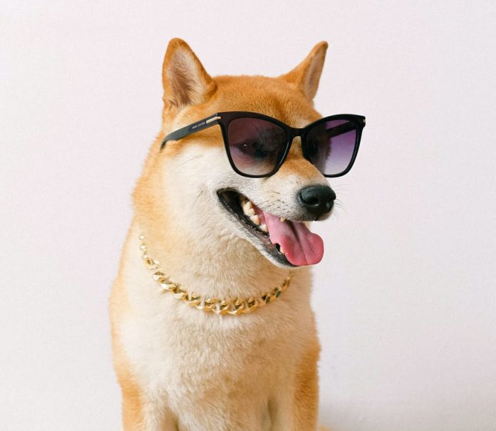 Shiba Inu-inspired Crypto Sees Price Spike after Elon Musk’s Recent Tweet